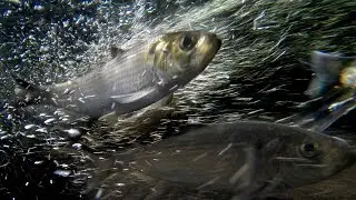 Mill Brook Alewife Run