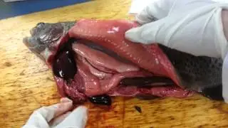 BISC 316 FISH DIGESTIVE SYSTEM
