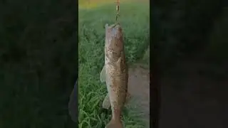 ПОХОЖ НА ОКУНЯ?