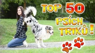 TOP 50 DOG TRICKS PERFORMED BY AKIM THE DOG!