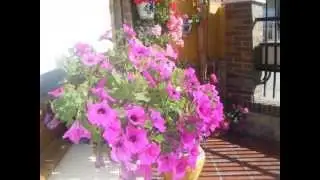 flora