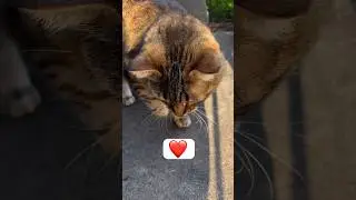 I LOVE YOU SOFIE CAT #shortvideo #youtubeshorts #tabbycat #catvideo #catlife #outdoorcat #catlover