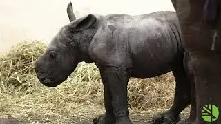 White Rhino Reproduction- Sabi's Special Pregnancy 🦏