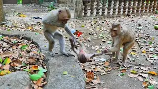 Baby monkey Saro calls monkey Alivia to help me now, While mom Sarika pulls him go from here.