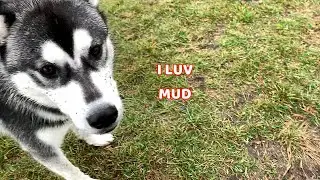 STUBBORN Huskies Won't Get Out of the MUD!