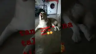 Bagung ligo ang bunso#linis #cute #dog #doglover #shortvideo #bunso Ego