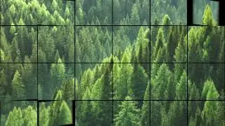 Ali's i movie Relax Forest