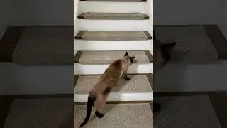 Carpet Stair Treads make happy pets!