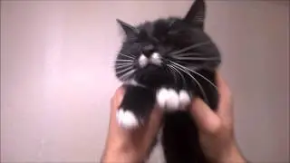 FEELAMENT "Feel the moment" EP Cat Max teaser