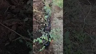 Получила саженцы ГОЛУБИКИ отправляю их на ЗИМОВКУ