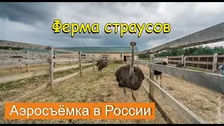 Ферм страусов «Русский страус» в Серпуховском районе | Russian ostrich farms in Serpukhov district
