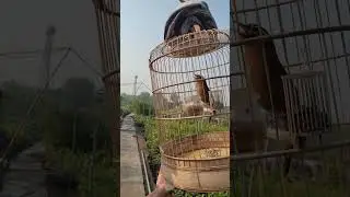 MỎ MÁY KHÂU , CHƠI ĐÂU CŨNG ĐƯỢC