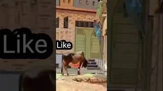 Dangerous Cow 🐮🐄🐮 Animals Attack 