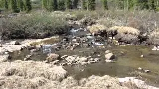 Babbling Brook near Goats
