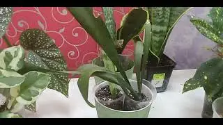Излишки комнатных растений на 23.05.24