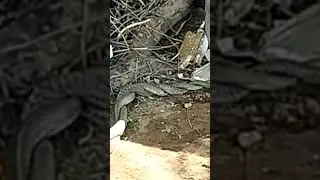 snake fight / sanke dance #snake  #nagindance