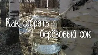 Как собрать березовый сок безопасно.
