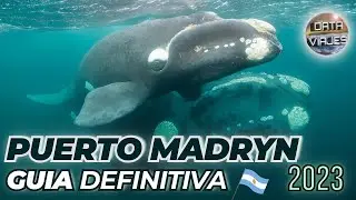 Whale Watching Capital: DEFINITIVE GUIDE to the Entire Península Valdés