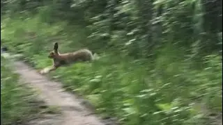 Нагонка эстонской гончей