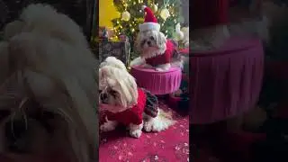 Santa shihtzu mother and daughter Christmas day #christmasfun