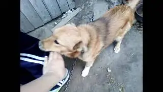 Животные с которыми я живу
