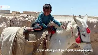 قص صوف الأغنام في موسم 