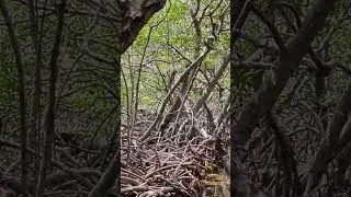 mangrove tunnel