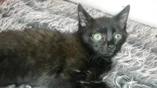 Котёнок в гипсе нога.