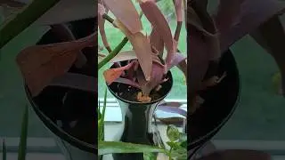 Susamış toprak suyunu içer... Çiçek de nasibini alır... #short
