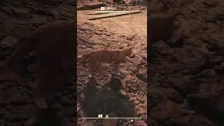 There's a unique stray CAT you can find #Fallout76 #short