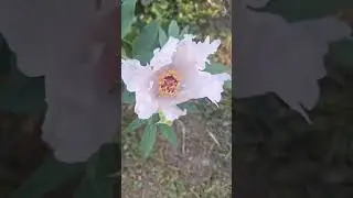 Пионовидное дерево, она же роза