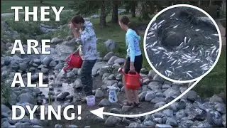 Amanda & Olivia Try To Save 1000's of Dying Baby Fish at By The Lake Park ,Wetaskiwin, Alberta