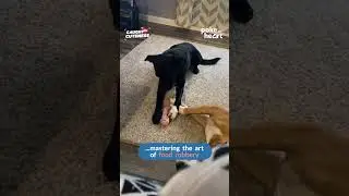 Sneaky Dog Steals Treat From Another Sleeping Dog