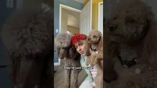 They’re too cute 🥺 #dogs #dogowner #poodle #poodles