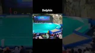 #shorts Dolphin