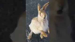 Странный заяц на дороге