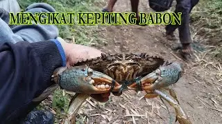 kepiting bakau 1Kg kurang