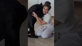 Cane Corso Gets Boner Over Girl? 