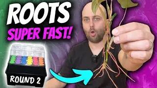 Crazy rooting method worked again SUPER FAST! | Clone Station Round 2 Results