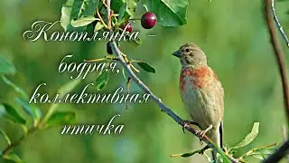 Коноплянка - бодрая, коллективная птичка.