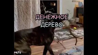 Денежное дерево.Говорящие животные/юмор 2022/юмор с животными/приколы