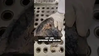 Left lung impressions and relations #5  | Anatomy Thorax | #mbbs #neet #viral #shorts #shortfeed