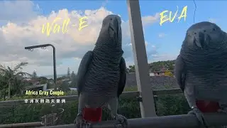 Africa Gray Couple Wall-E & EVA