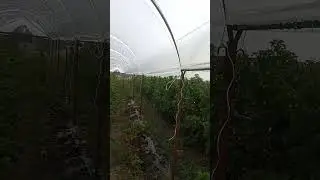 малина в тонеле. Верблюд для малины. часть 3. Испытание в дождь
