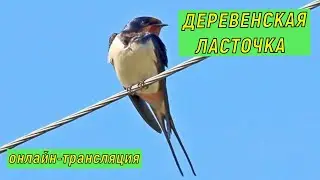 #онлайн_трансляция