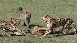 A hyena attacked three cheetahs. Wildlife.