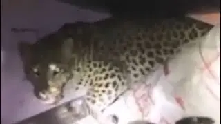 Creepy footages of animal breaks | WILD ANIMALS BREAKS INTO HOUSE