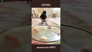 Обычные будни обычной сороки с озвучкой