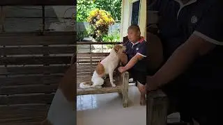 A DOG LOVER BOY #shorts #short #aspin #aspindog #askaldog #highlights