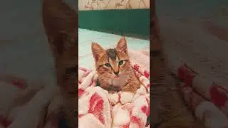 #рекомендации #рек #топ #хочуврек #ютуб #котик #Марси